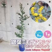 アカシア プルプレア (銀葉ミモザアカシア)【庭木 6号鉢苗／1個売り】|植木・花木