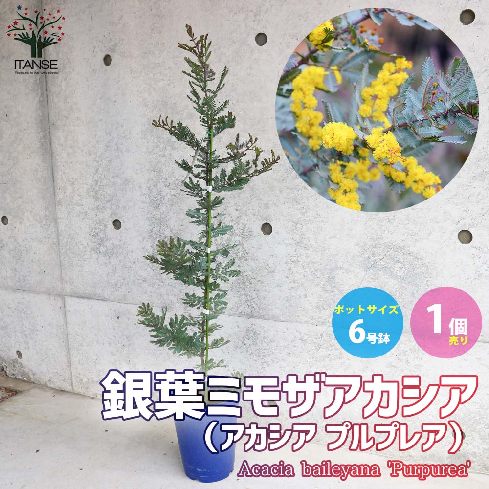 アカシア プルプレア (銀葉ミモザアカシア)【庭木 6号鉢苗／1個売り】
