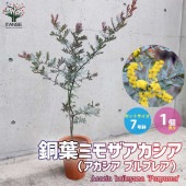 アカシアプルプレア (銅葉ミモザアカシア)【庭木 7号鉢大苗(茶鉢)／1個売り】|植木・花木