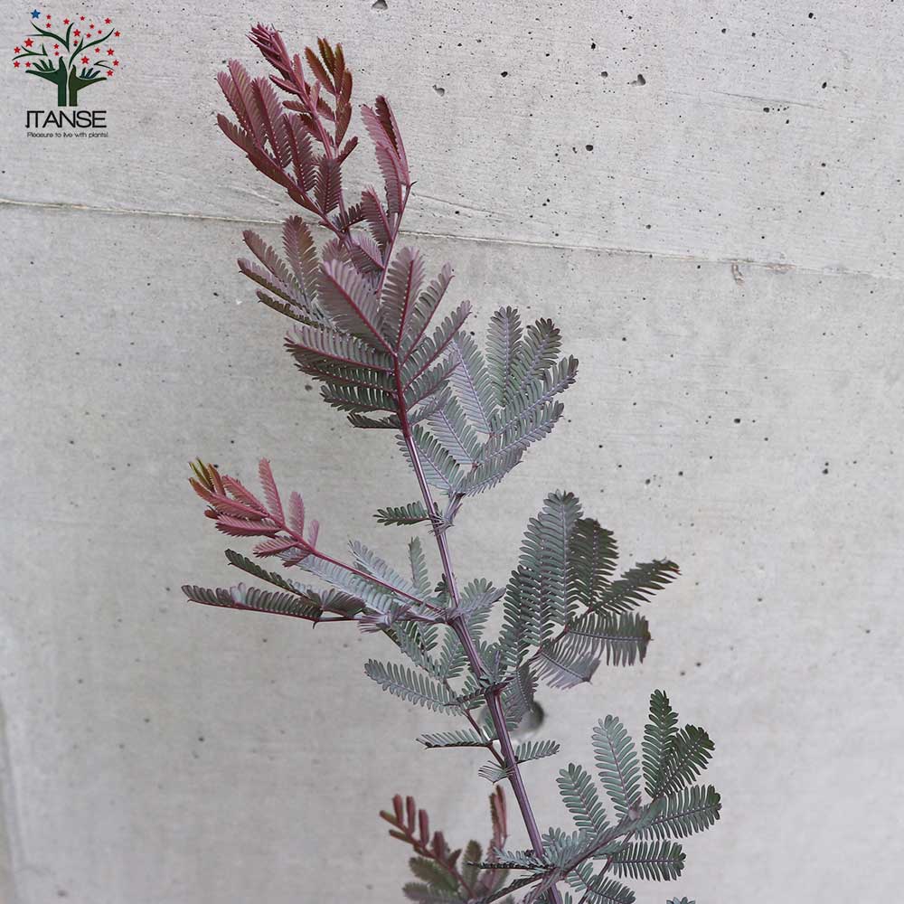 アカシアプルプレア (銅葉ミモザアカシア)【庭木 7号鉢大苗(茶鉢)／1個