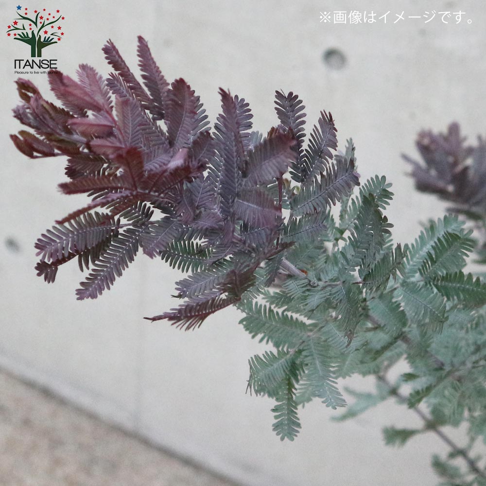 アカシアプルプレア (銅葉ミモザアカシア)【庭木 7号鉢大苗(茶鉢)／1個