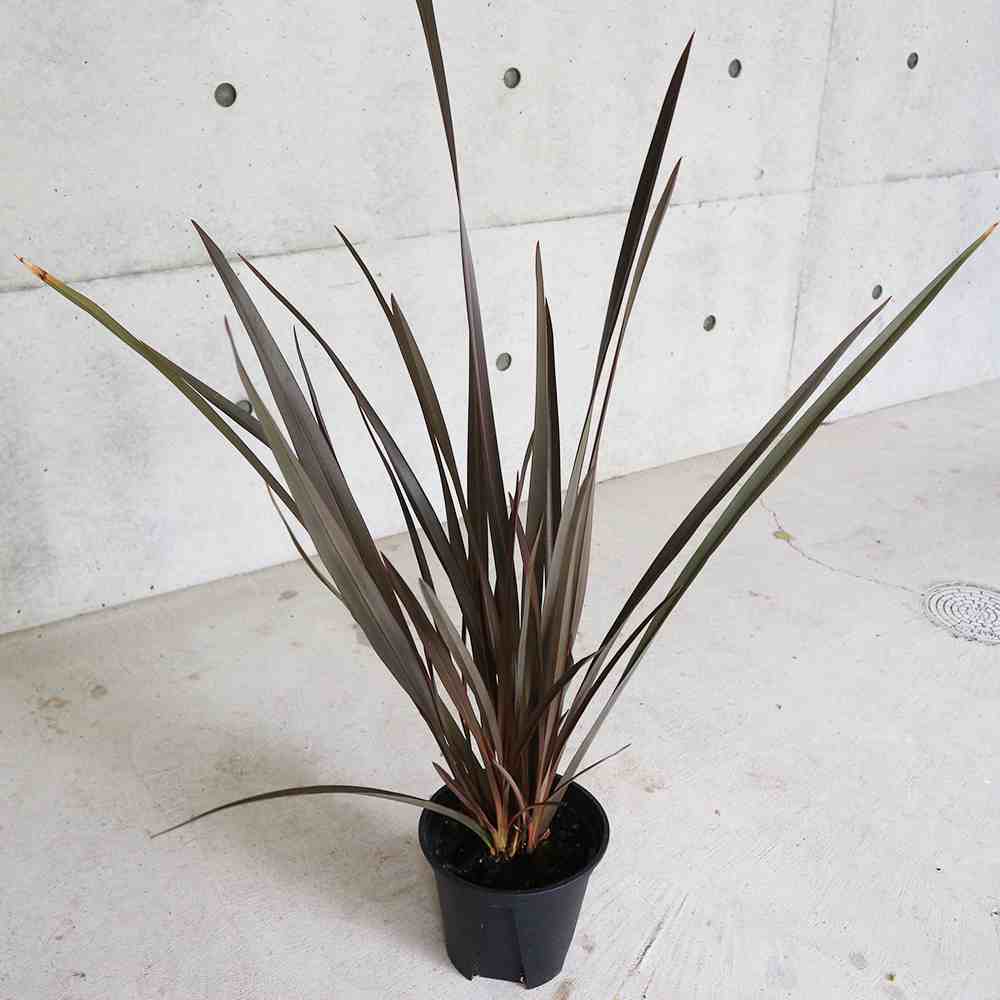 ニューサイラン(入才蘭) 銅葉の大苗 【庭木 5.5号ポット 多年草カラーリーフ・オーナメンタルプランツ苗／1個売り】