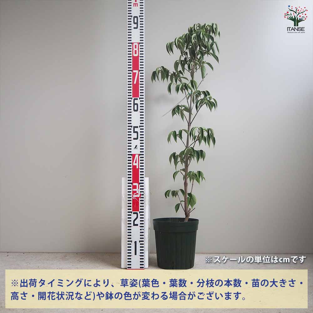 白花ヤマボウシ 【庭木 5～6号ポット苗／1個売り】｜ 【植物の
