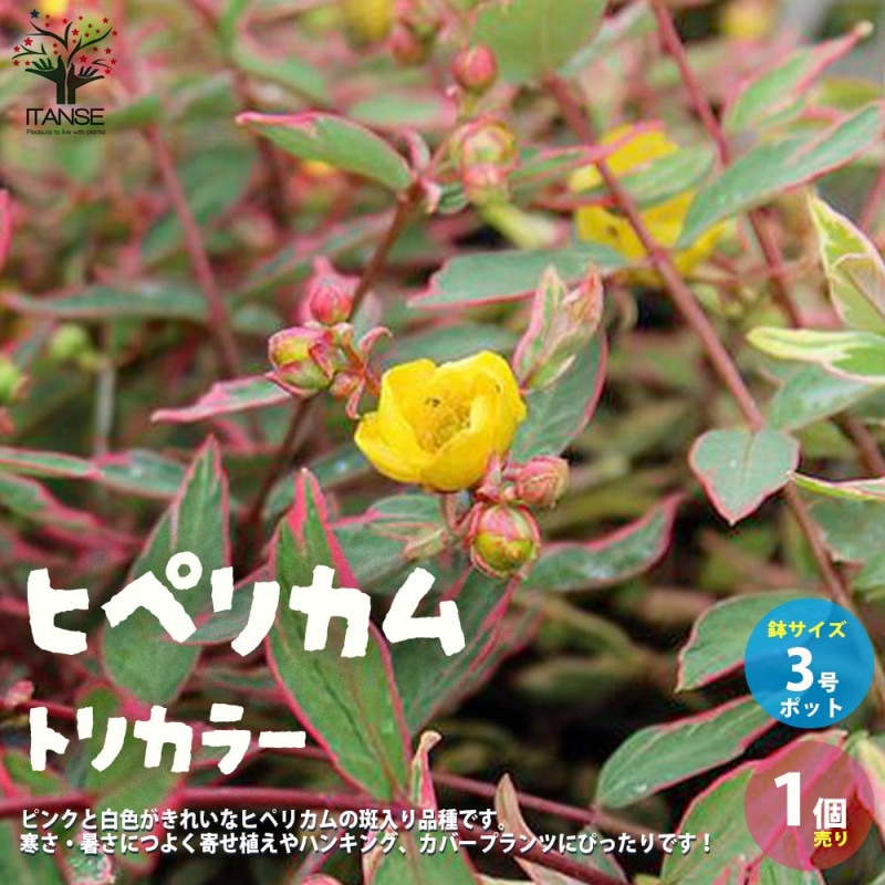 斑入りポトス 2品種【観葉植物 3号ポット】｜ 【植物のITANSE