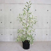 ドドナエア斑入り・スノーマウンテン【庭木 8号ポット大苗／1個売り】|植木・花木