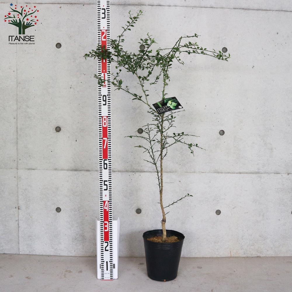 フィンガーライムの苗木 グリーン【果樹の苗木 7号大苗 3年生 接木苗