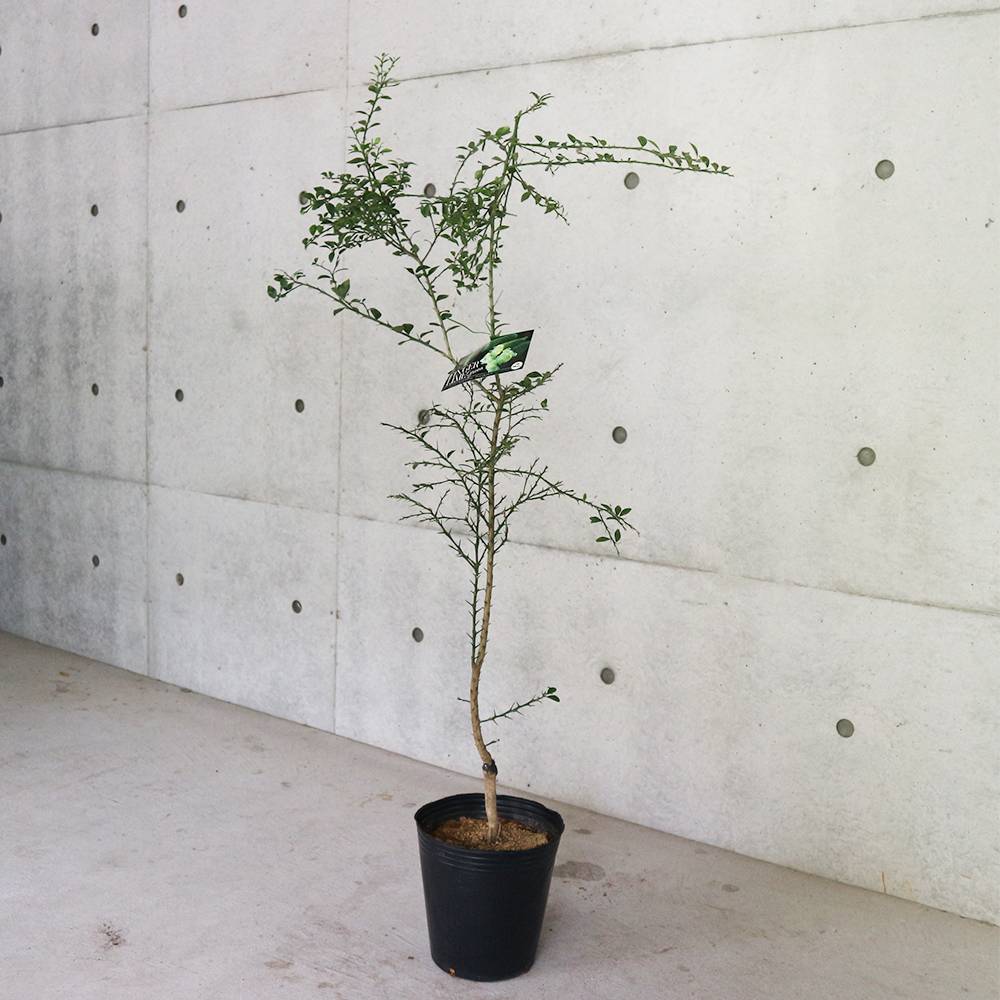 フィンガーライムの苗木 グリーン【果樹の苗木 7号大苗 3年生 接木苗／1個売り】