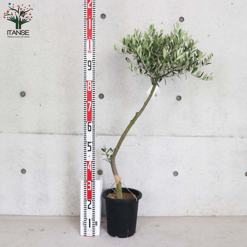 オリーブの苗木 品種：レッチーノ【果樹の苗木 7号鉢スタンド仕立て 3