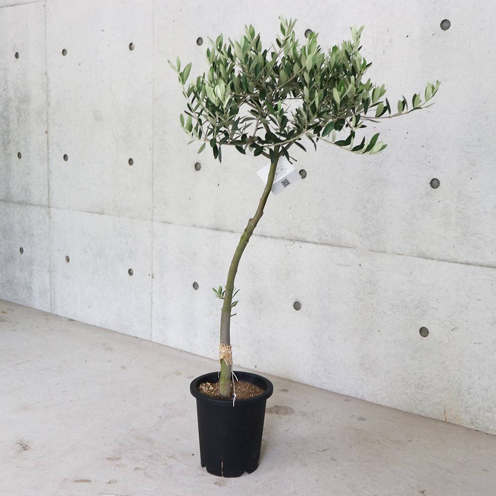 オリーブの苗木 品種：レッチーノ【果樹の苗木 7号鉢スタンド仕立て 3