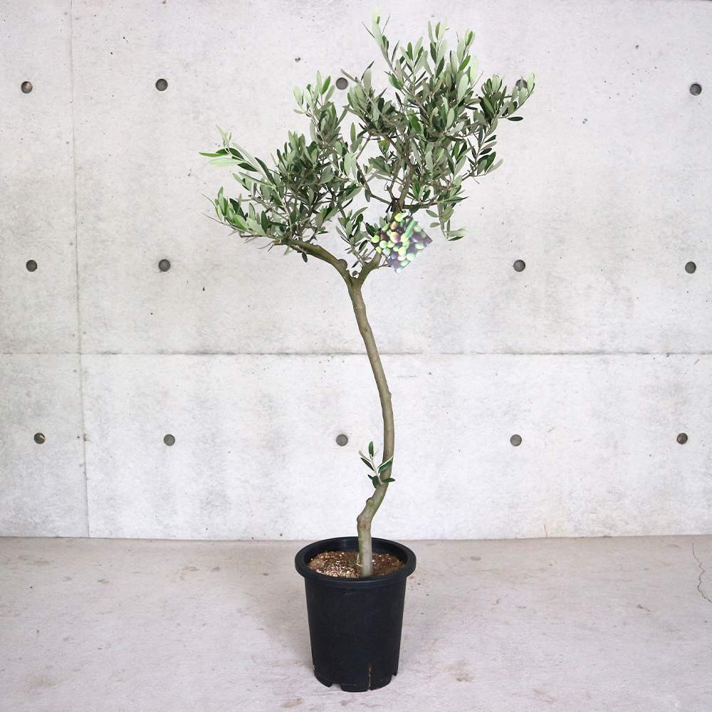 オリーブの苗木 品種：ルッカ【果樹の苗木 7号鉢スタンド仕立て 3年生／1個売り】