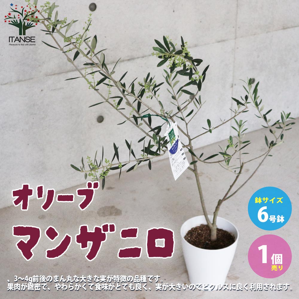オリーブ　マンザニロ　2 オリーブ：マンザニロ | nae-ya｜herbal tree shop ｜ハーバル
