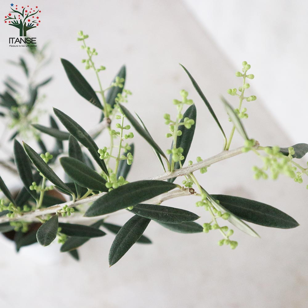 オリーブ　マンザニロ　2 楽天市場】【マンザニロ】 オリーブの木 2年生苗 : 苗木部 by