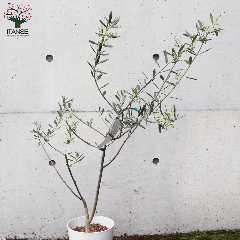 オリーブの苗木 品種：マンザニロ【果樹の苗木 6号白テーパード鉢 M