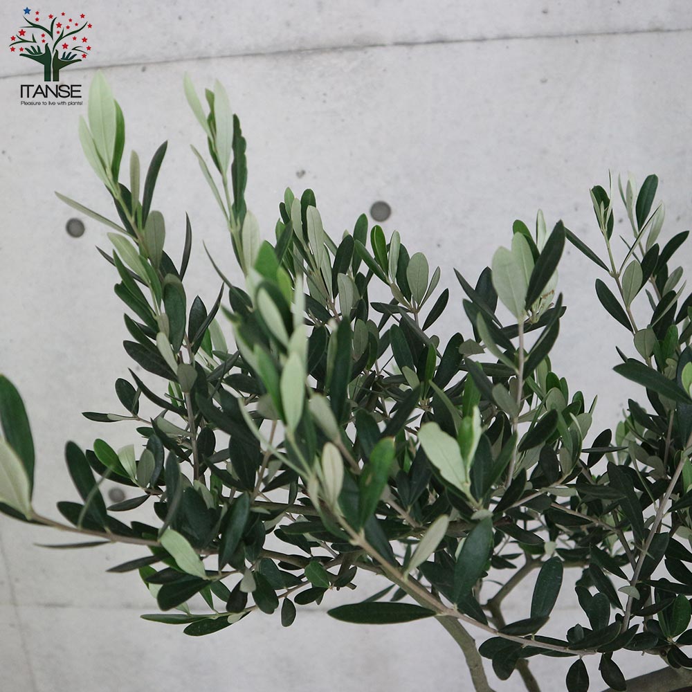 オリーブの苗木 品種：ルッカ【果樹の苗木 8号スタンド仕立て黒鉢 L