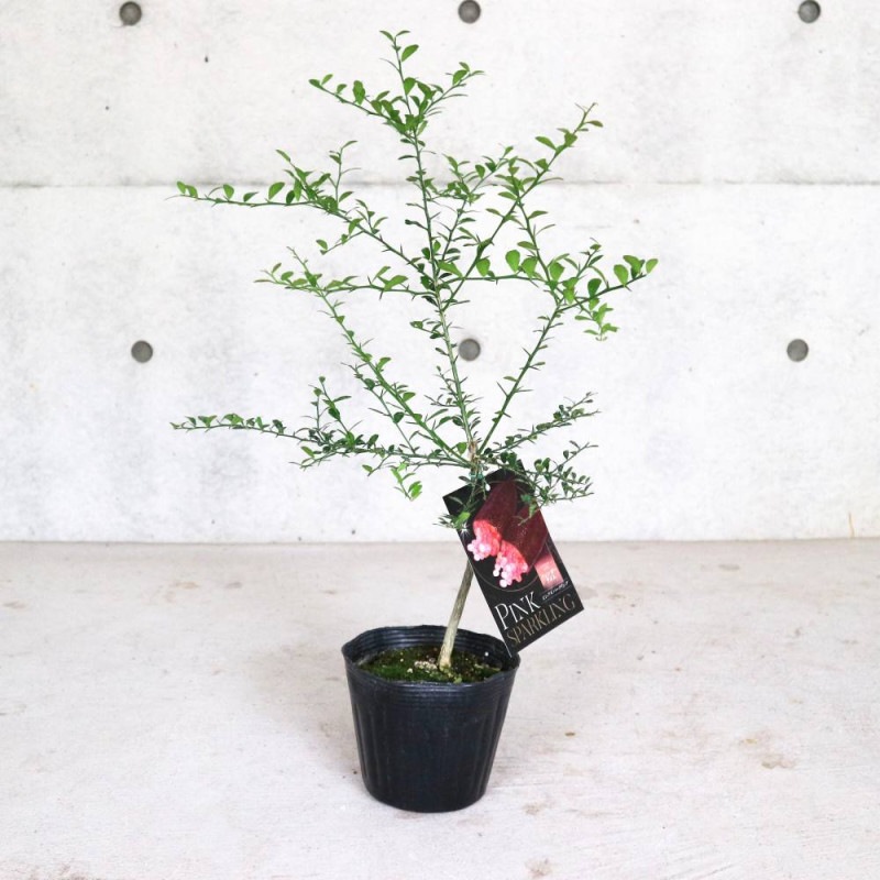 ☆　セナさま専用　フィンガーライム　苗木セット　☆ ☆ セナさま専用 フィンガーライム 苗木セット ☆ 楽天市場