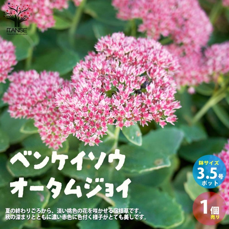 ライチの苗木 篤姫 Mサイズ【果樹苗／6号ポットとり木苗／1個売り