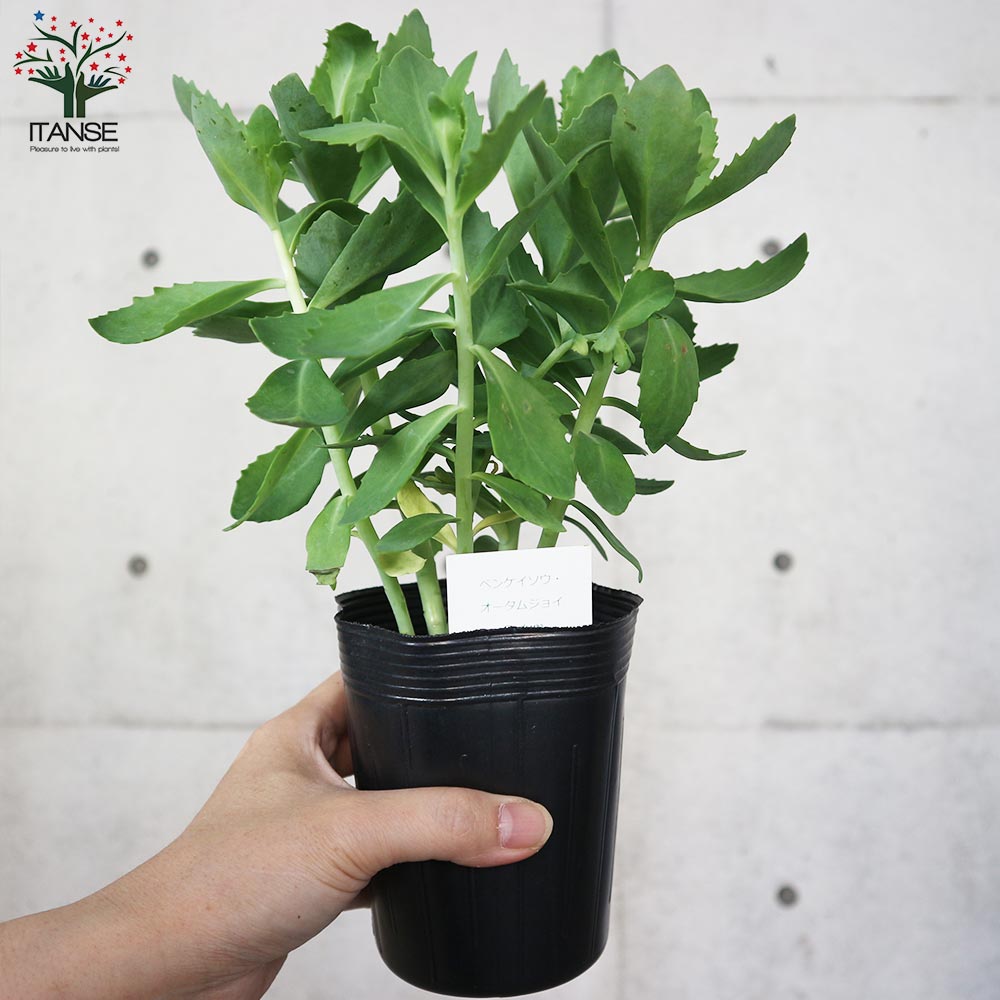 ベンケイソウ (セダム)・オータムジョイ【多肉植物 3.5号ロングポット