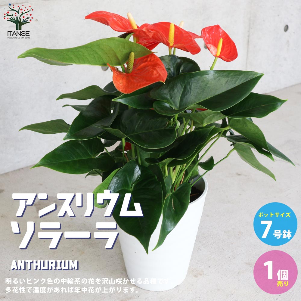 アンスリウム・ソラーラ【観葉植物 7号鉢／1個売り】