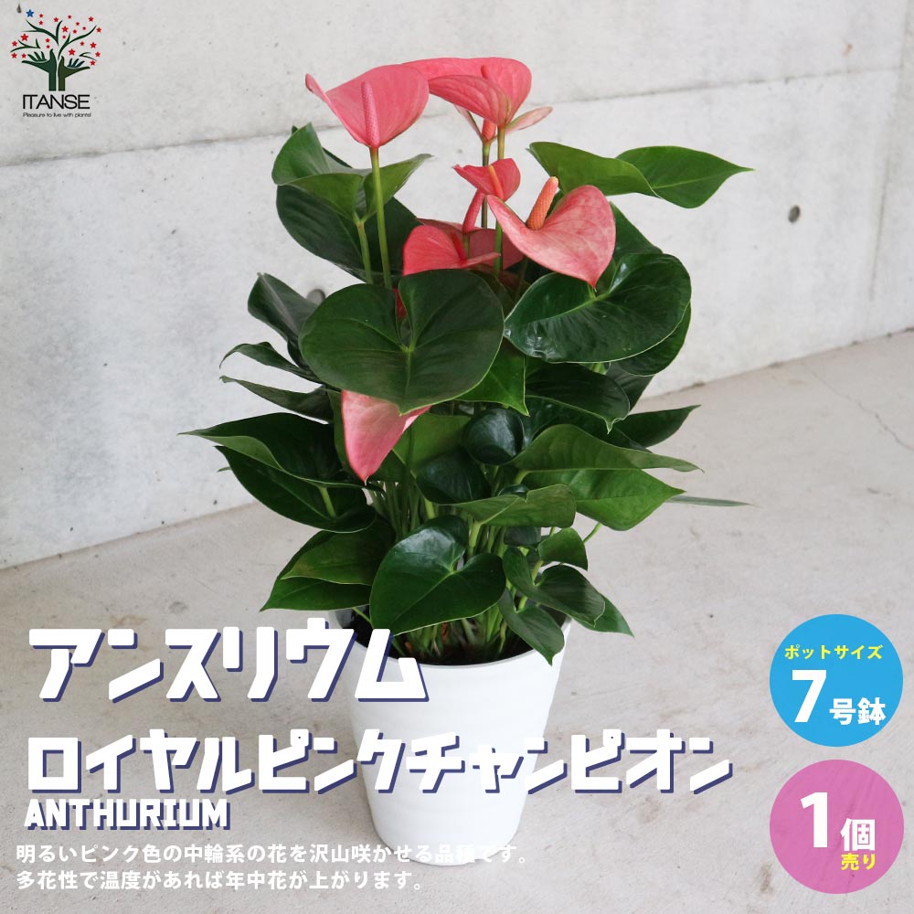 アンスリウム・ロイヤルピンクチャンピオン【観葉植物 7号鉢 M／1個売り】