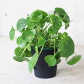 ピレア・ペペロミオイデス・モヒート【観葉植物 5号底面給水鉢 リビングやオフィスに置きやすいサイズ／1個売り】|観葉植物