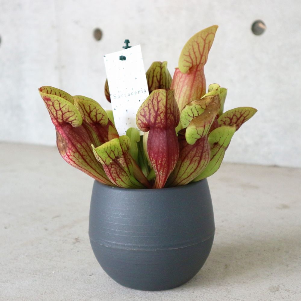 サラセニア・ドラキュラ【観葉植物 4.5号鉢 食虫植物／1個売り】
