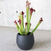 サラセニア・レウコフィラレッド【観葉植物 4.5号鉢 食虫植物／1個売り】|観葉植物