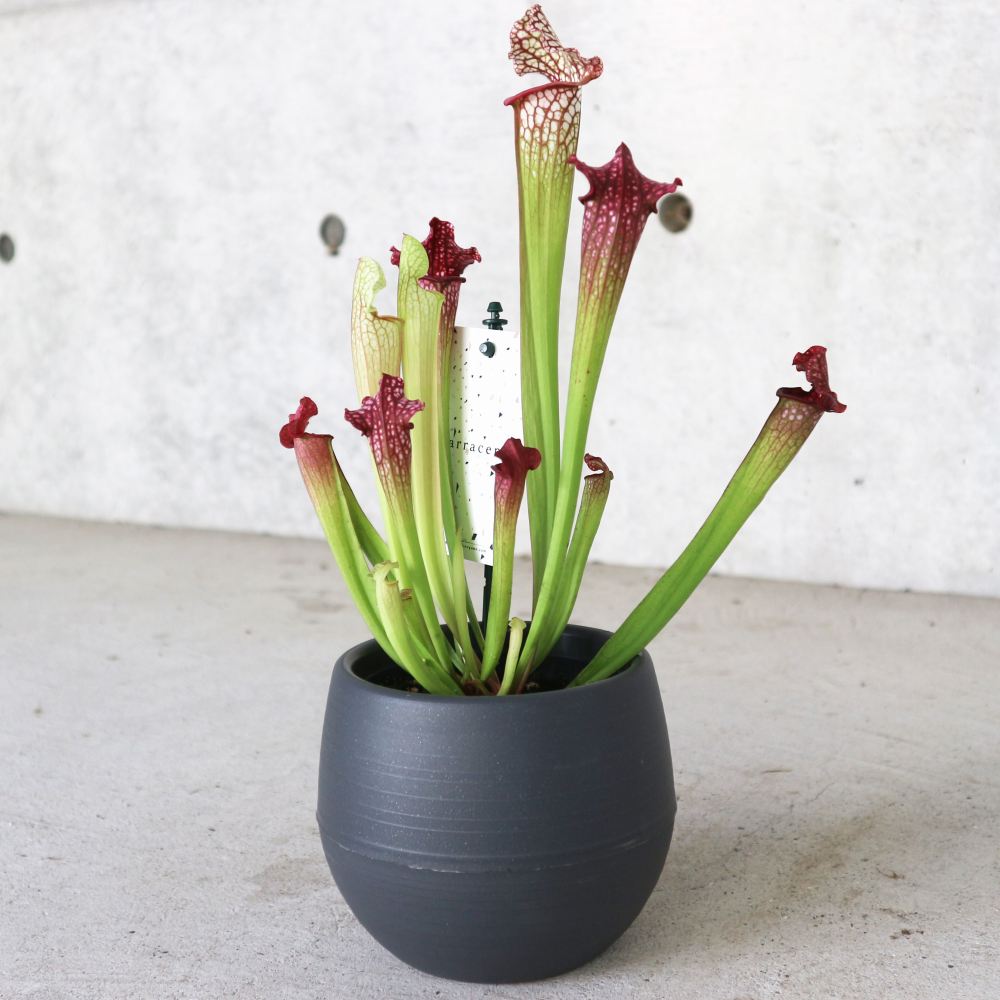 サラセニア・レウコフィラレッド【観葉植物 4.5号鉢 食虫植物／1個売り】