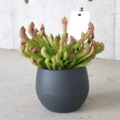 サラセニア・リグレヤナ【観葉植物 4.5号鉢 食虫植物／1個売り】|観葉植物