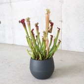 サラセニア・ステベンシー【観葉植物 4.5号鉢 食虫植物／1個売り】|観葉植物