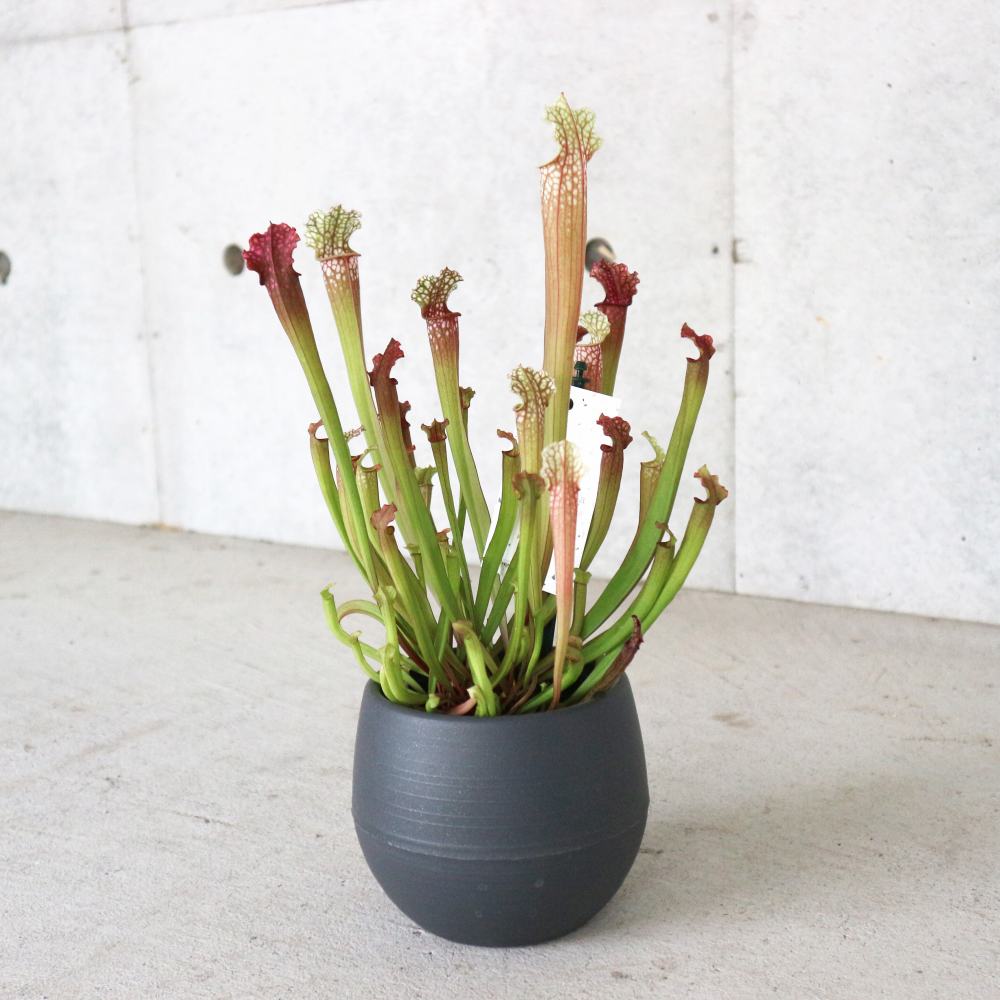 サラセニア・ステベンシー【観葉植物 4.5号鉢 食虫植物／1個売り】