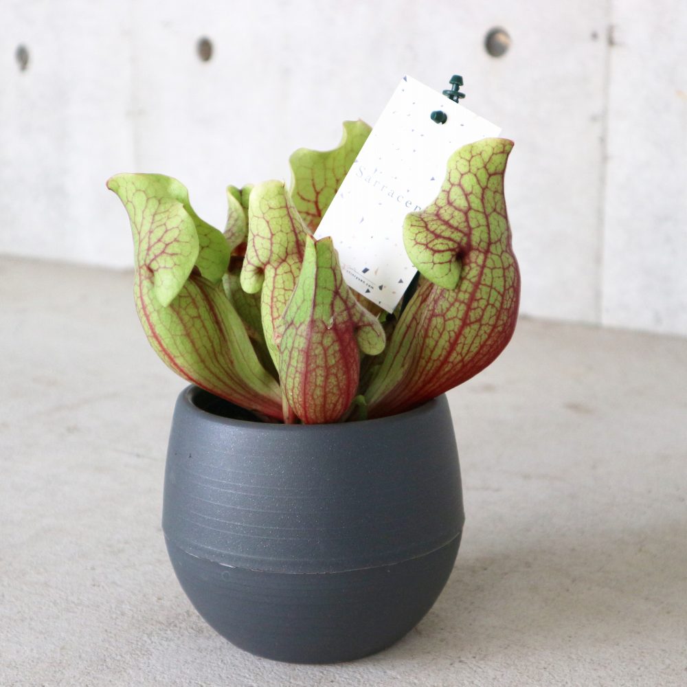 サラセニア・ベノーサ【観葉植物 4.5号鉢 食虫植物／1個売り】