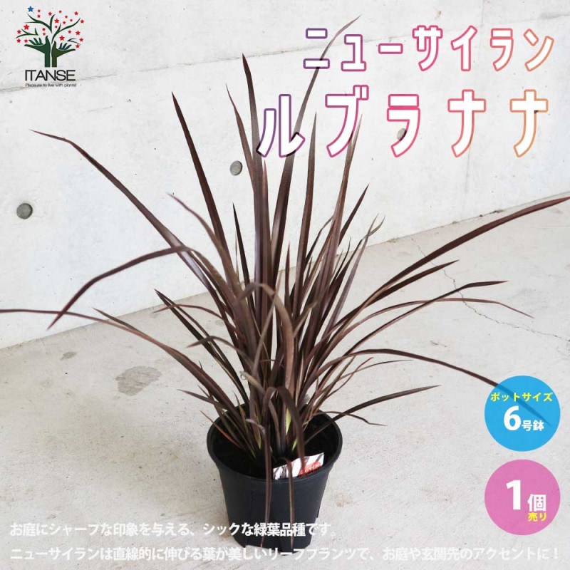 ニューサイラン　二本セット　送料込み ニューサイラン｜【植物のITANSE】全品送料無料・即出荷!
