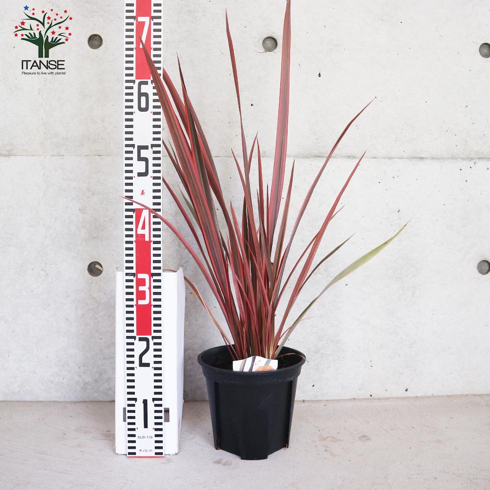 ニューサイラン(入才蘭) レインボースワン【花苗 6号ポット大苗 多年草