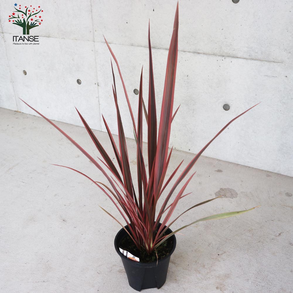 希少！赤葉ニューサイラン 赤いライン 1株 特集の購入なら赤塚植物園