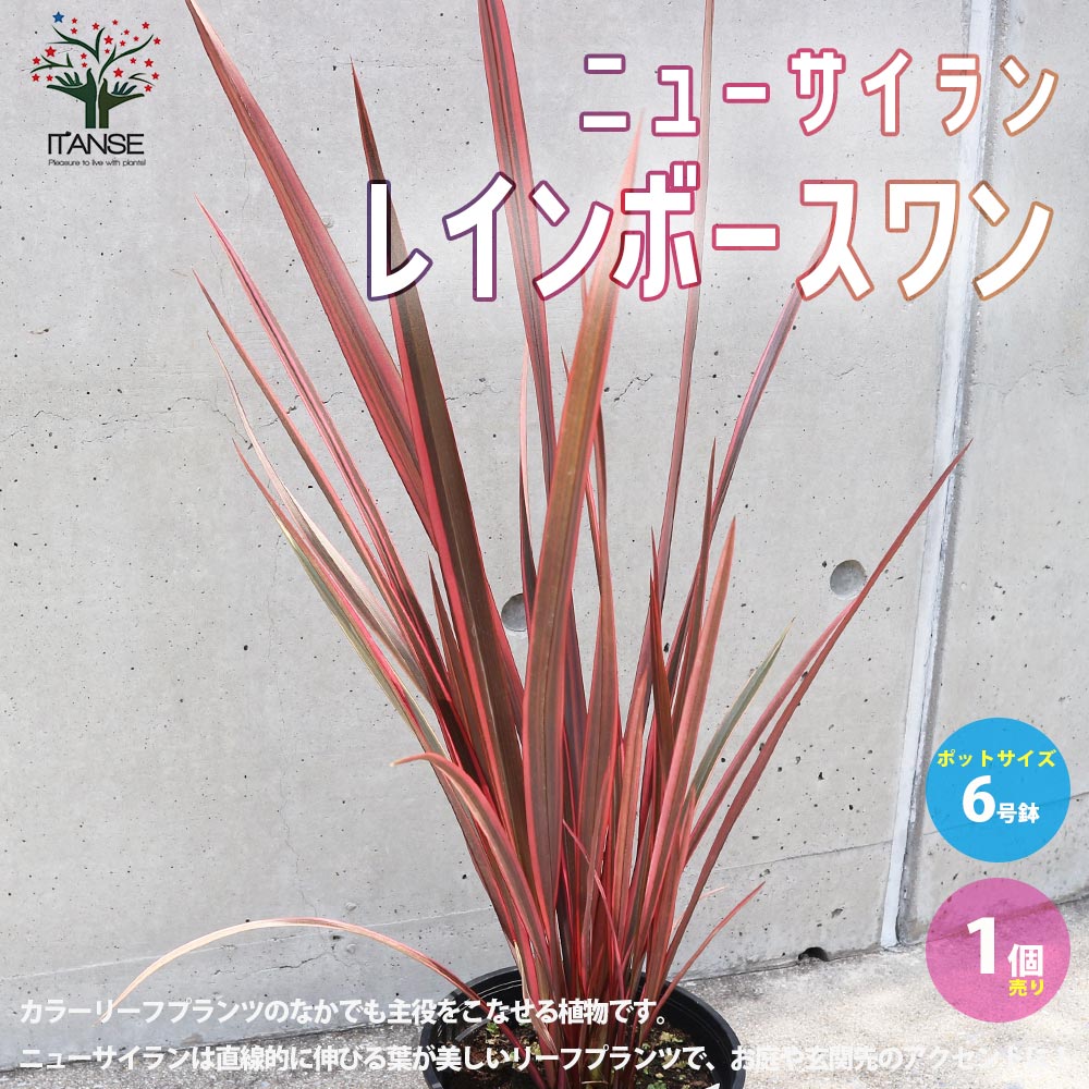 ニューサイラン(入才蘭) レインボースワン【花苗 6号ポット大苗 多年草・カラーリーフ／1個売り】