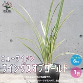 ニューサイラン(入才蘭) ウイングスオブゴールド【花苗 6号ポット大苗 多年草・カラーリーフ／1個売り】|植木・花木