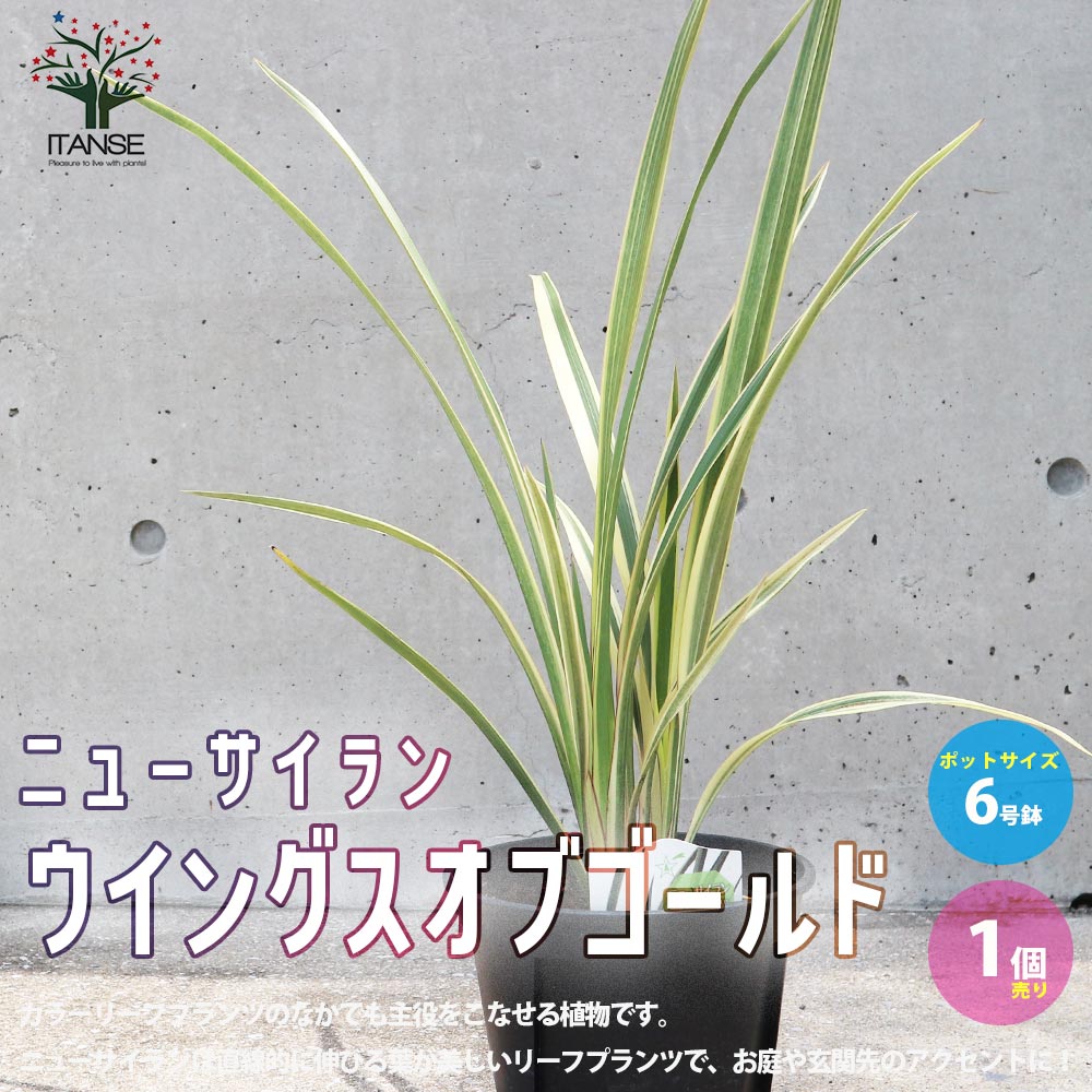 ニューサイラン(入才蘭) ウイングスオブゴールド【花苗 6号ポット大苗 多年草・カラーリーフ／1個売り】