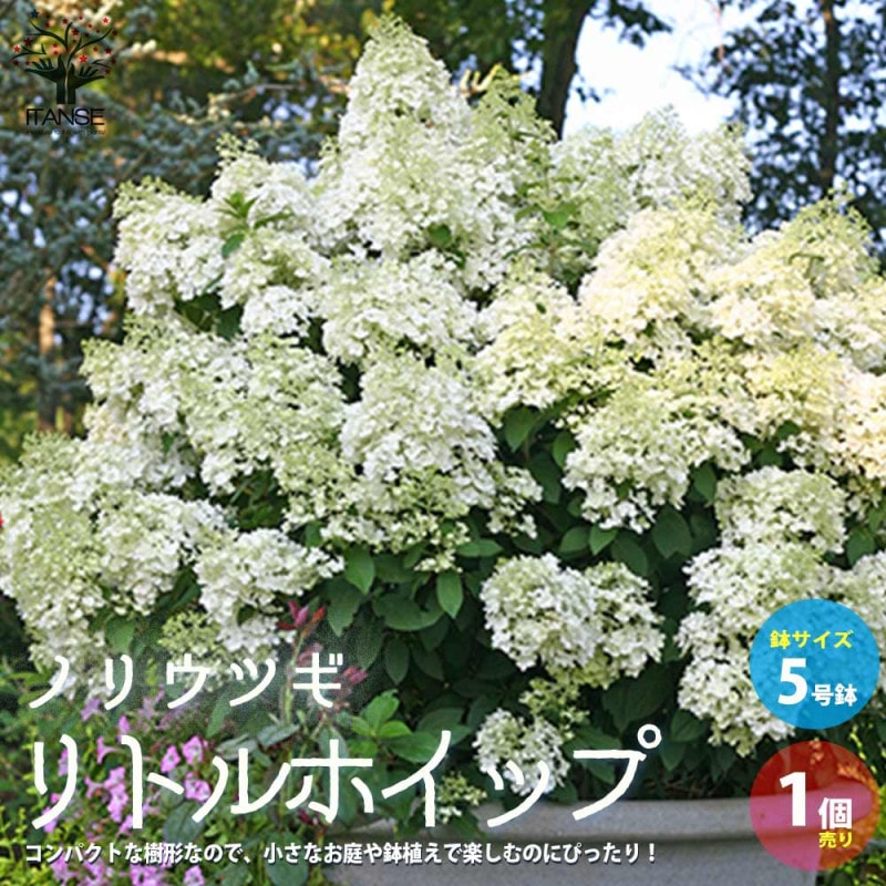 ノリウツギ／ピラミッドアジサイ｜【植物のITANSE】全品送料無料