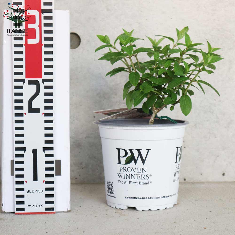 ノリウツギ リトルホイップ(ボボ)【庭木 5号ポット／1個売り