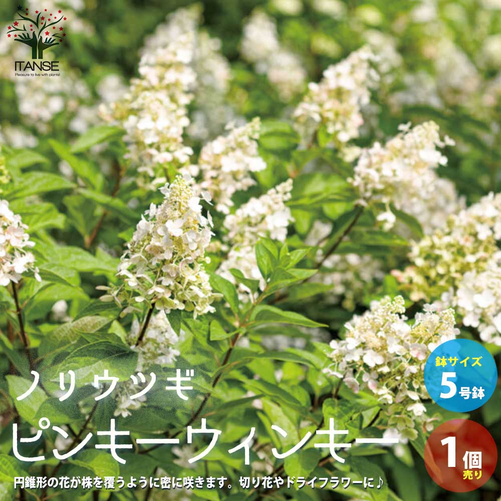 ノリウツギ ピンキーウィンキー【庭木 5号ポット／1個売り】