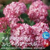 アメリカアジサイ ルビーのアナベル【庭木 5号ポット／1個売り】|植木・花木