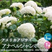 アメリカアジサイ アナベルジャンボ【庭木 5号ポット／1個売り】|植木・花木