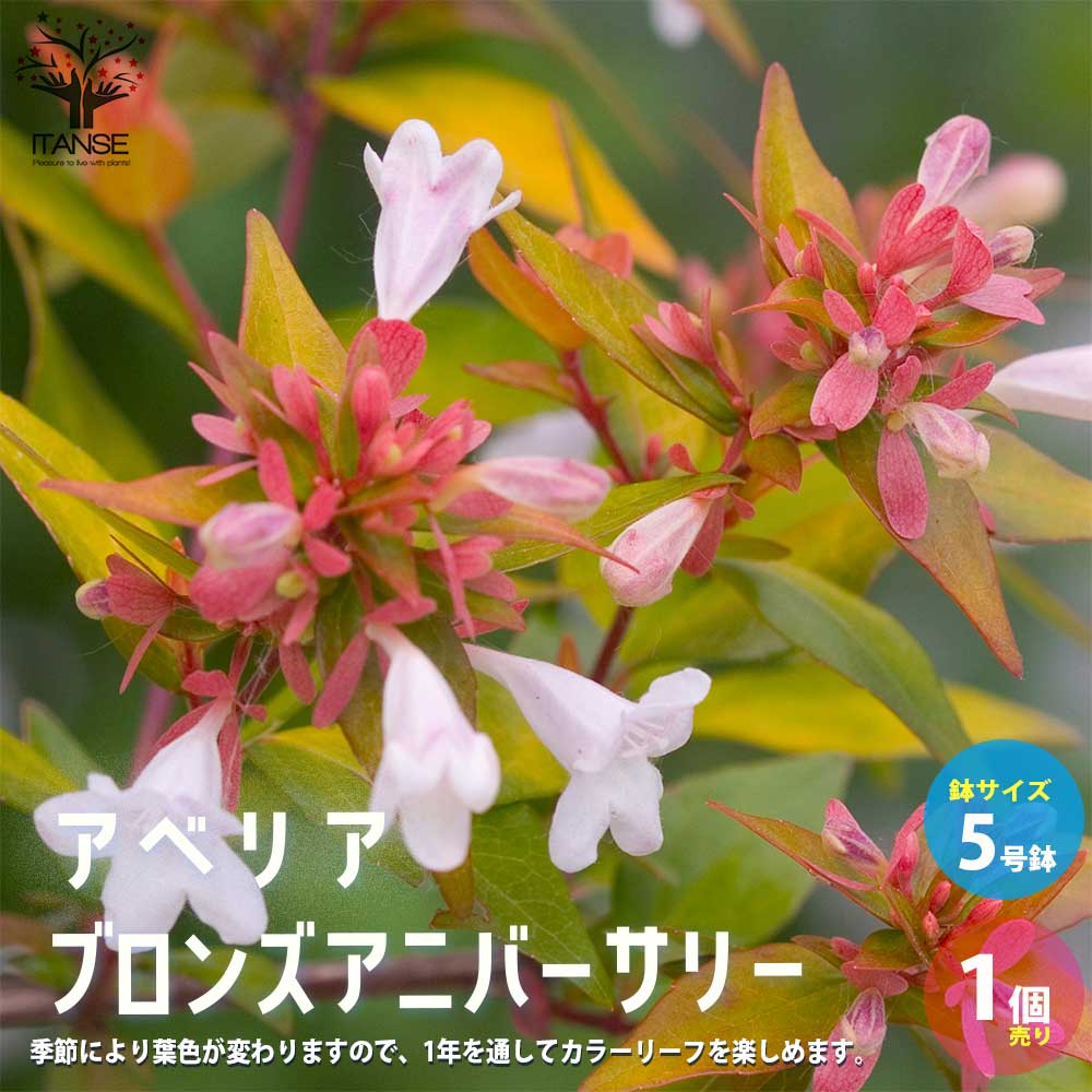 アベリア ブロンズアニバーサリー【庭木 5号ポット苗 カラーリーフ／1個売り】
