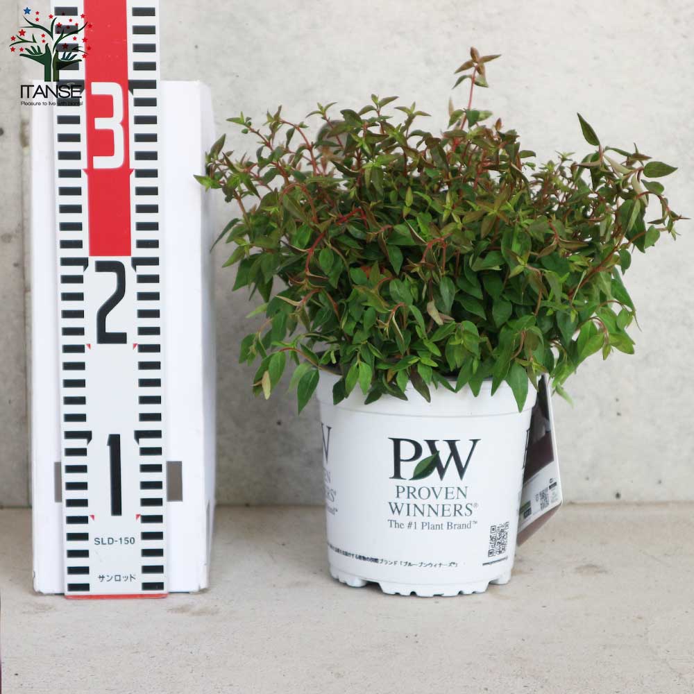 アベリア ピンキーベルズ【庭木 5号ポット苗 カラーリーフ／1個売り