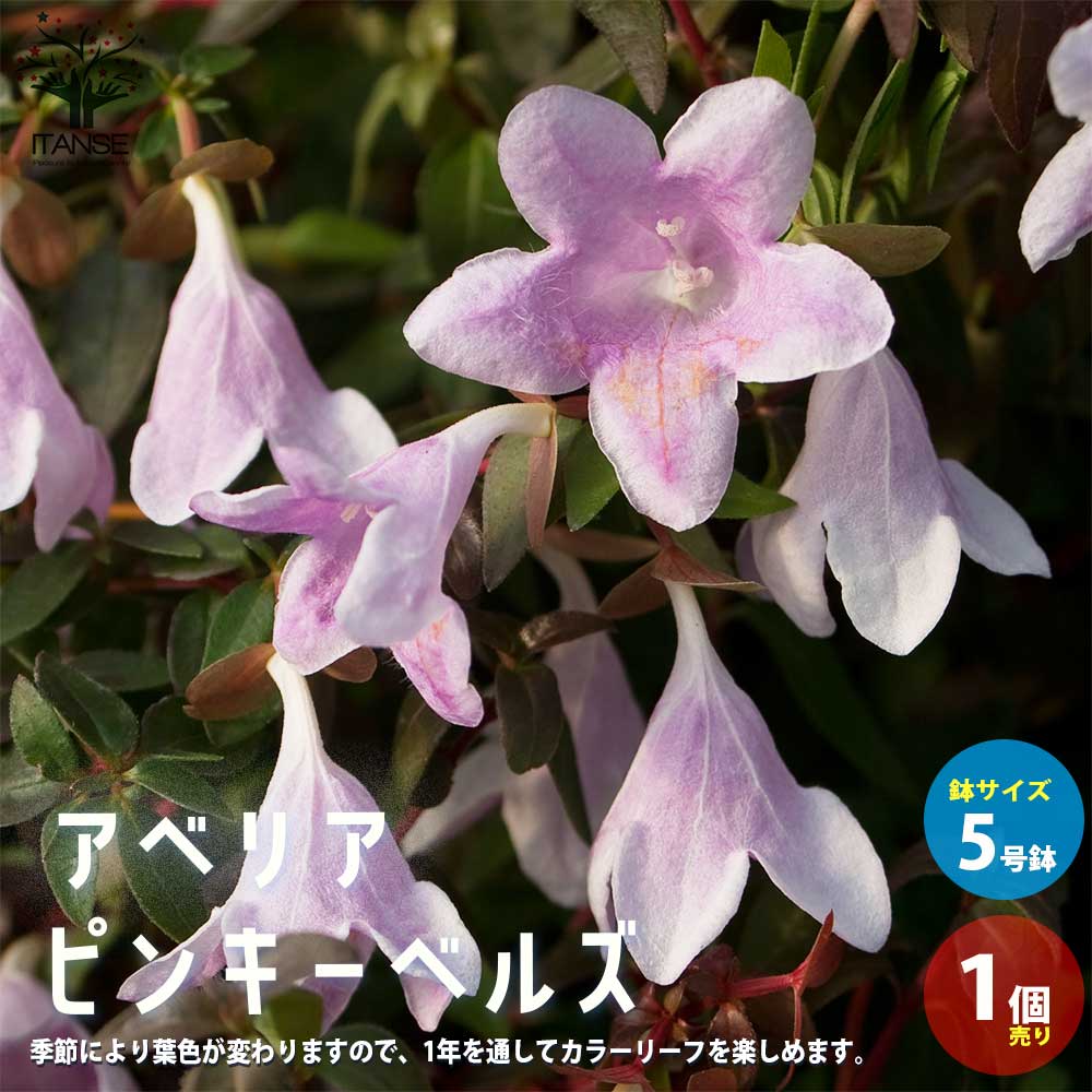 アベリア ピンキーベルズ【庭木 5号ポット苗 カラーリーフ／1個売り】