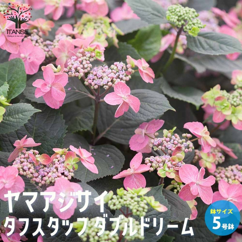 花終わり訳ありアジサイ 花色・品種ミックス2個～【花苗 3～4号鉢