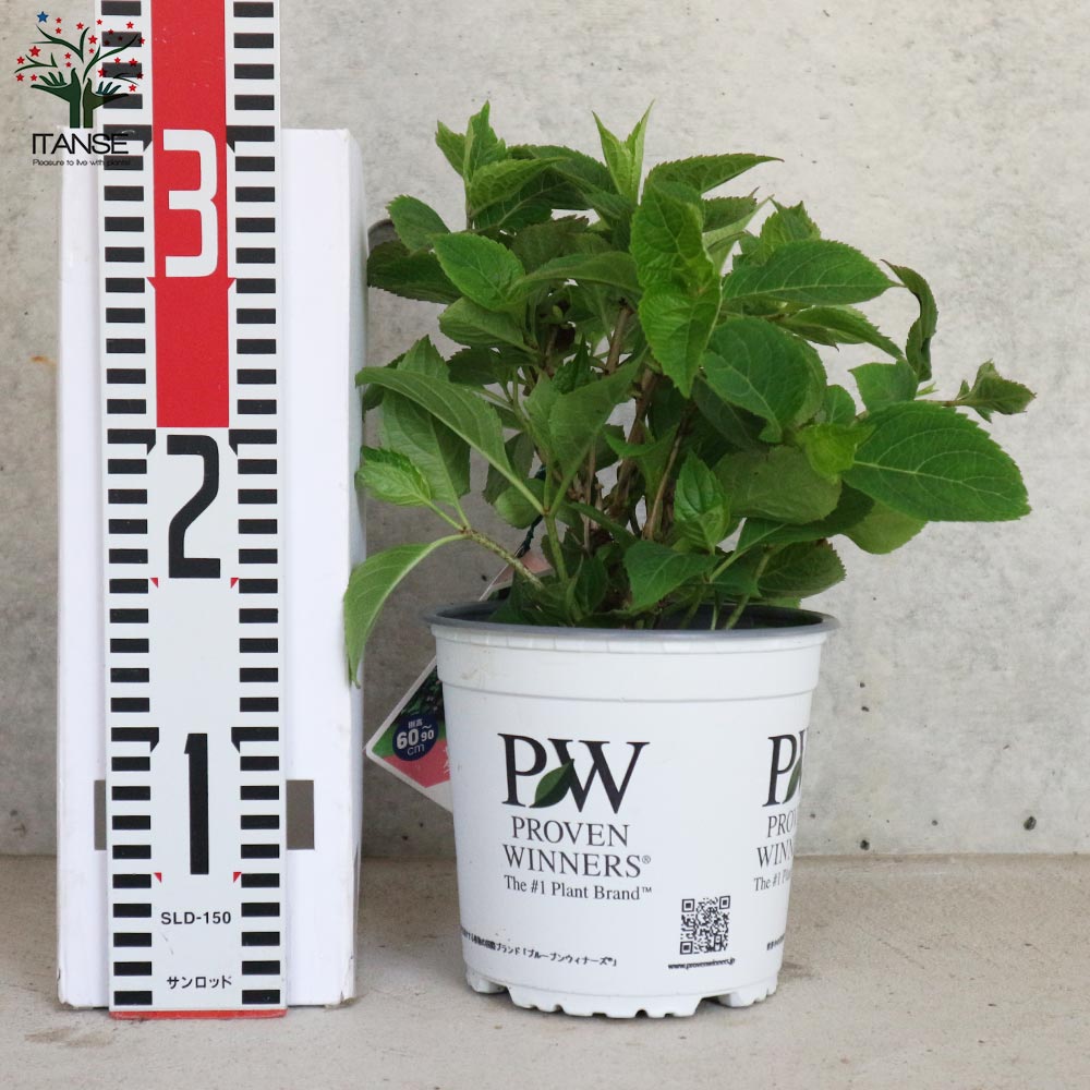 ヤマアジサイ タフスタッフ ダブルドリーム【庭木 5号ポット／1個売り