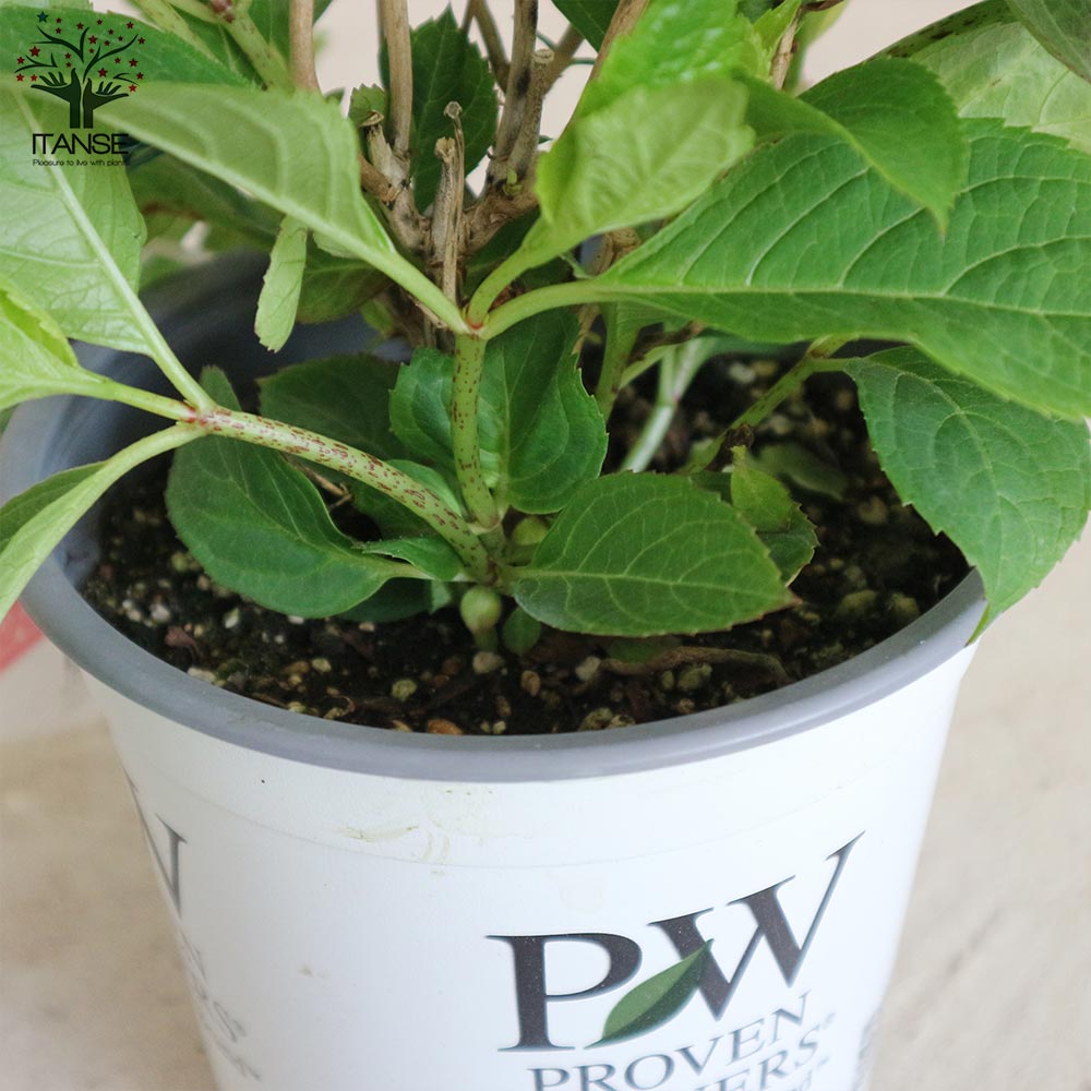 ヤマアジサイ タフスタッフ ダブルドリーム【庭木 5号ポット／1個売り