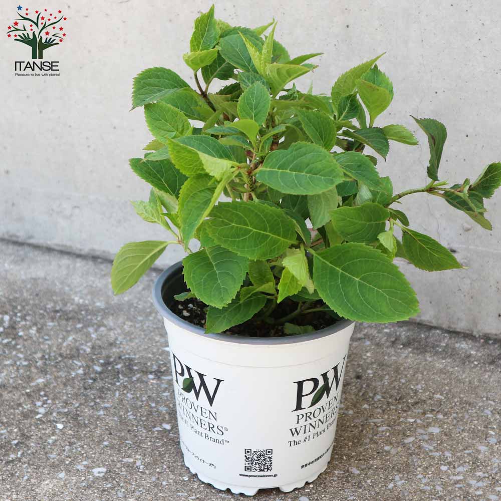 ヤマアジサイ タフスタッフ ダブルドリーム【庭木 5号ポット／1個売り