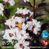 サルスベリ ブラックパール ホワイト【庭木 5号ポット／1個売り】|植木・花木
